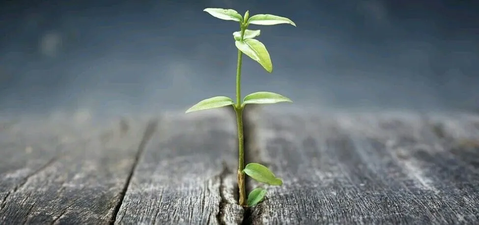 Sueños de semilla - Cuento de Jorge Bucay