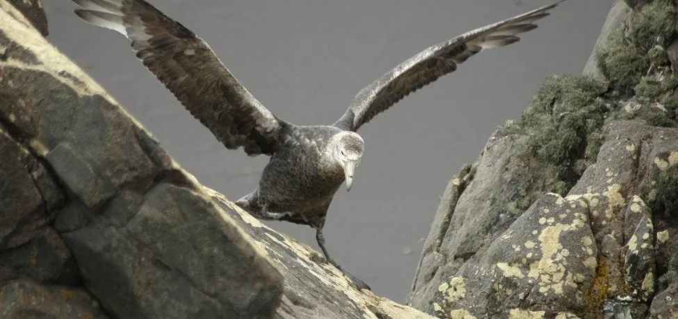 Animarse a volar - Cuento de Jorge Bucay