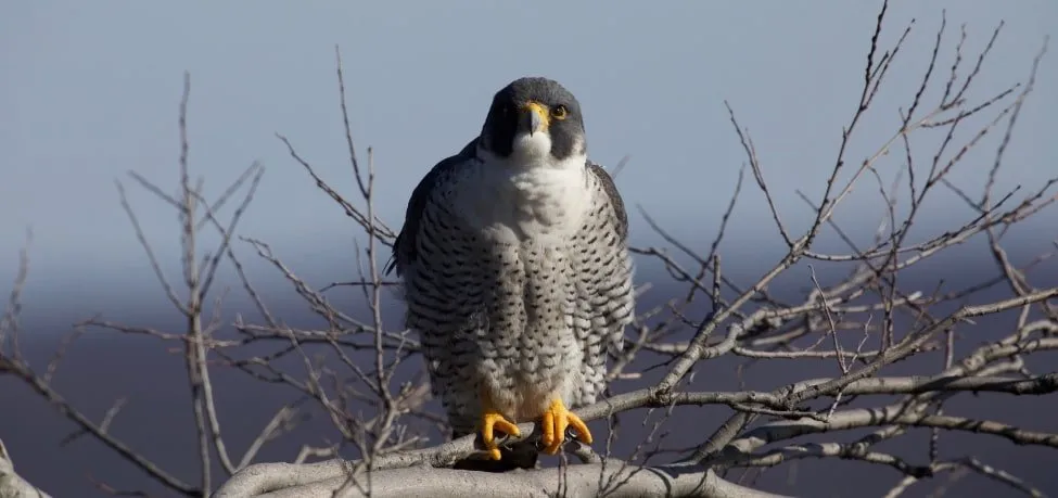 Dos pichones de halcón - Cuento Budista - Albert Cruells